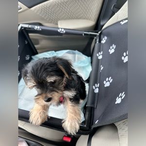 Dog Car Seat w/ leash for dog to clip in